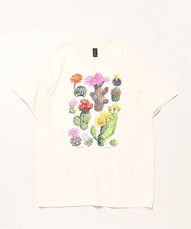 Desert Flowers